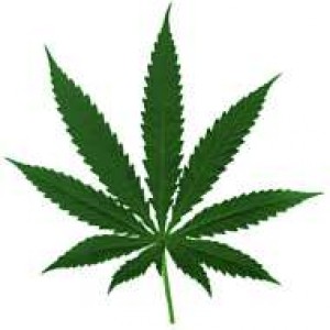 List marihuany (weed)